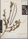 Foto von Salix aurita L. x Salix caprea L.